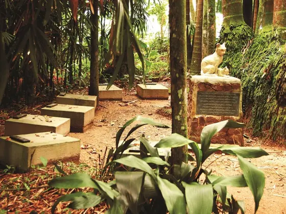 Cemitério dos Gatos